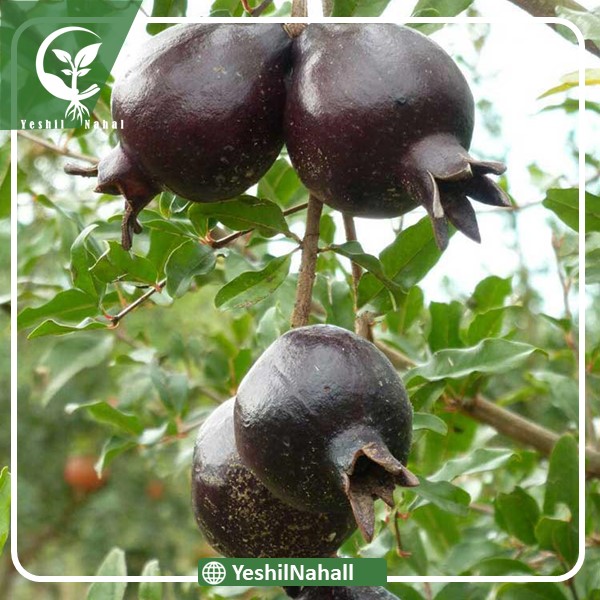 نهال انار سیاه افغان|قیمت فروش نهال انار گلدانی